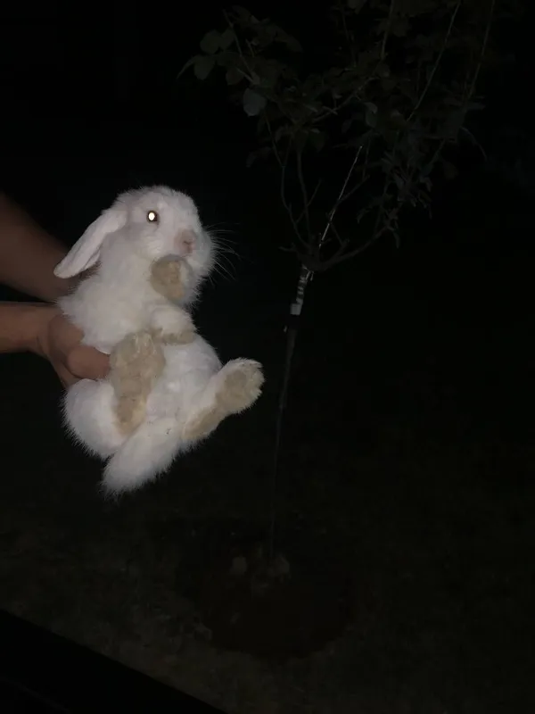 Заец quyon зайчик барашка — фото 4