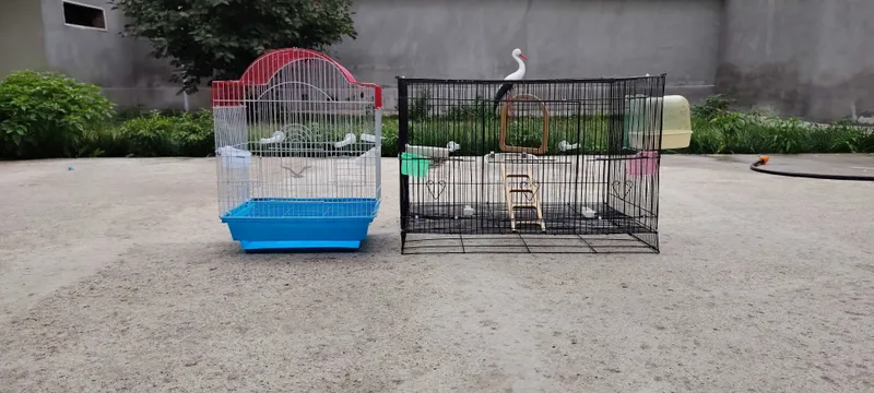 Qafaslar sotiladi 1 Qafaslar sotiladi 1