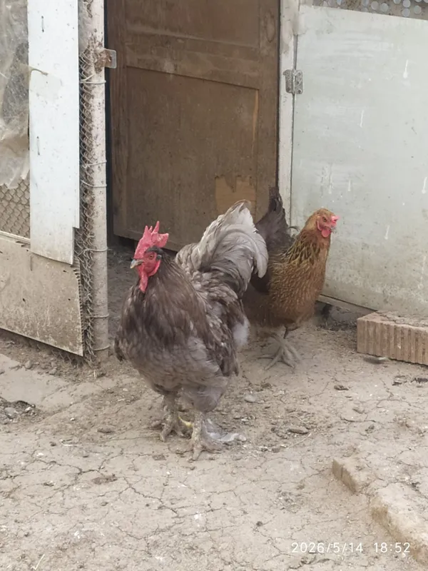 Продаются домашние петухи разного возраста — фото 4