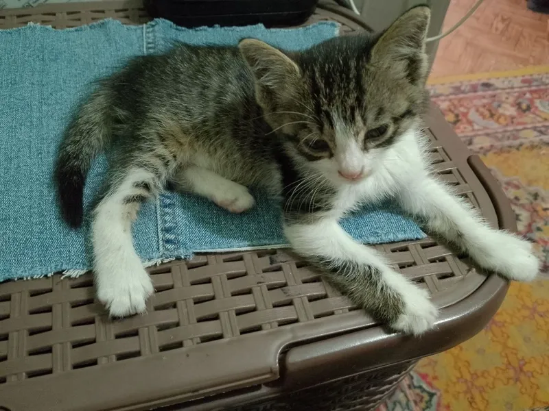Отдам котенка в добрые руки — фото 1