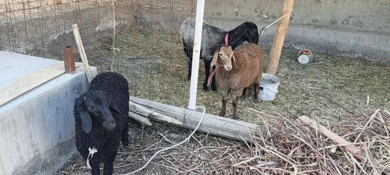Куйлар сотилади.