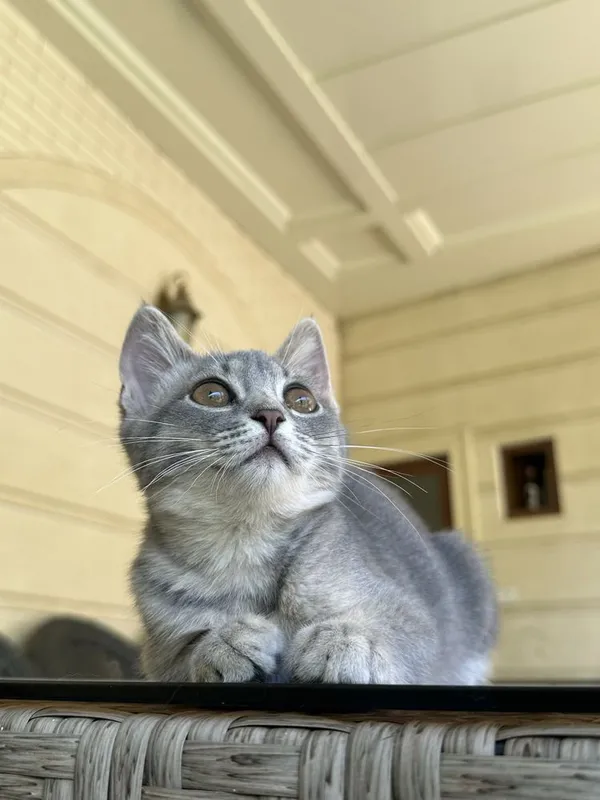 Котенек скоттиш страйт 1
