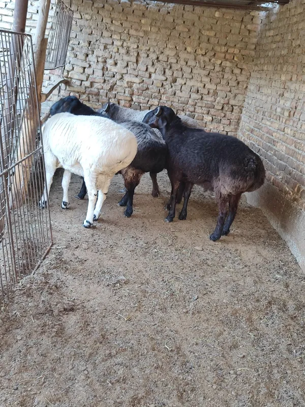 Qo'chqorlar sotiladi tezda badani semiz yeyishi — фото 6
