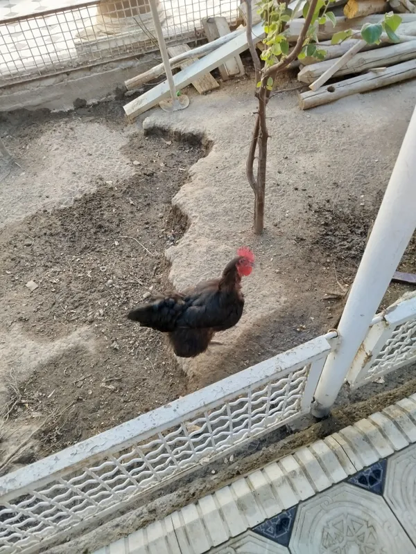Товуклар сотилади 1