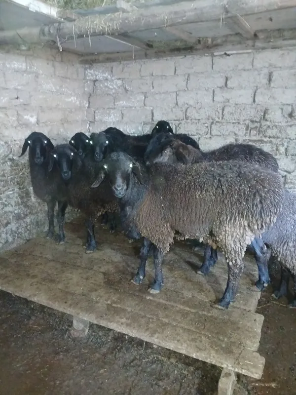 Qo'chqor va soliqlar sotiladi — фото 2
