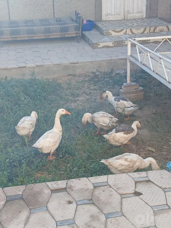 Ґоз ва брама товуклар 5 Ґоз ва брама товуклар 5