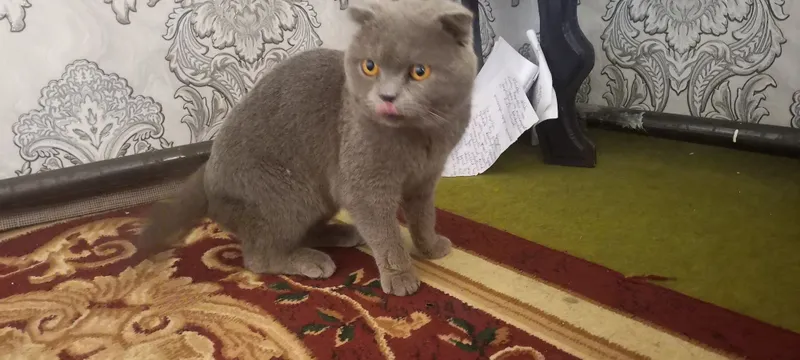 Scottish Fold shoklandiya qiyshiq quloq mushugi