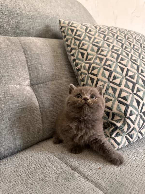 Котенок Британец