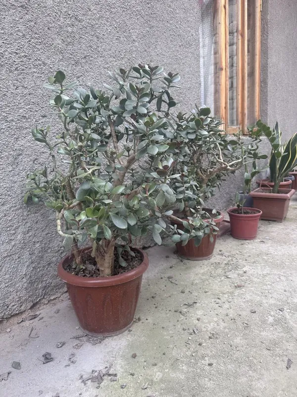 Gullar sotiladi. Arzon narxda gullar sotiladi: uy, ofis uchun, sovg‘a sifatida 1 Gullar sotiladi. Arzon narxda gullar sotiladi: uy, ofis uchun, sovg‘a sifatida 1