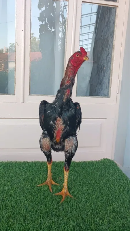 Dakan xoroz sotiladi 5