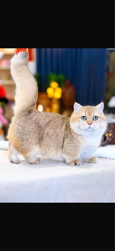 Манчкин Munchkin — фото 2