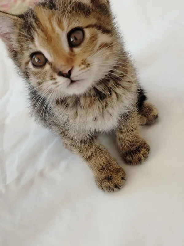 Котята очень милые — фото 4