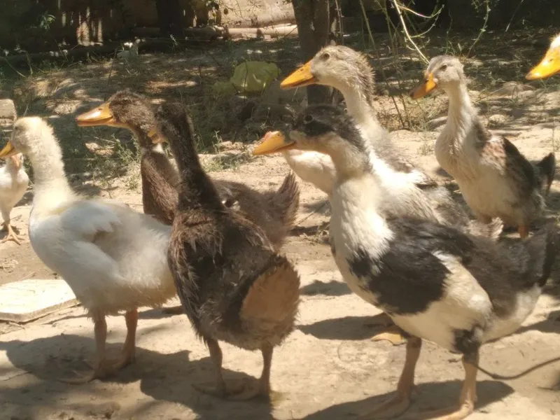 Zordor pekin ordaklari 1 Zordor pekin ordaklari 1