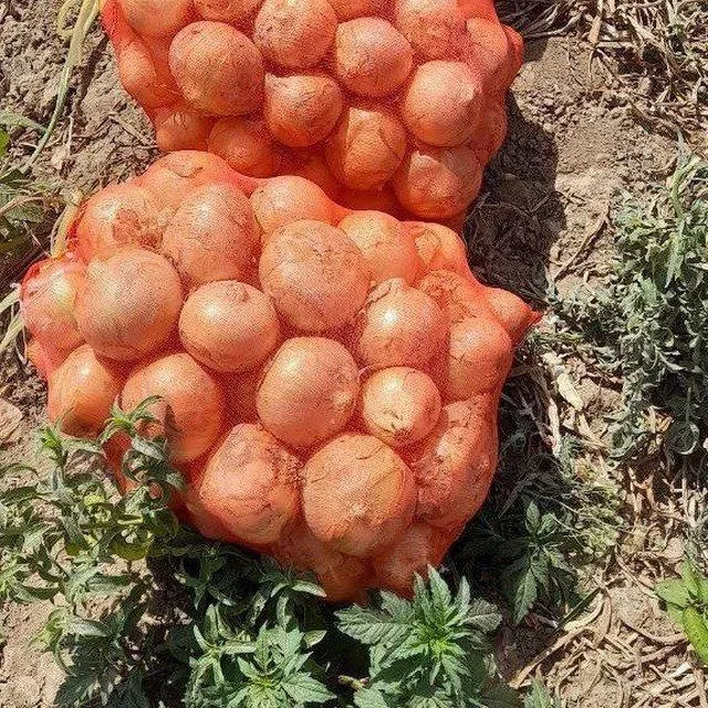 dala piyozlari sotiladi toshkent viloyati boyicha dastavka bor