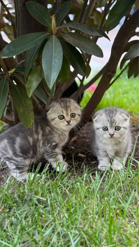 Skotish fold mushukchalari скотиш фолд шиншила