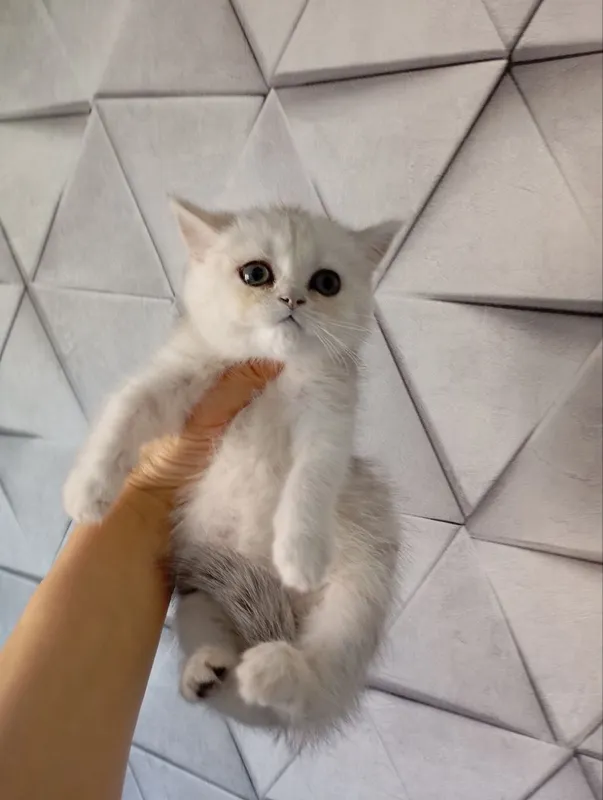 Продаю котят шиншиллы — фото 1