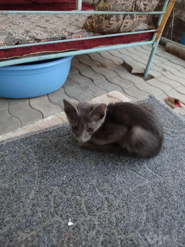 Домашние кошки. Бесплатно 2 Домашние кошки. Бесплатно 2