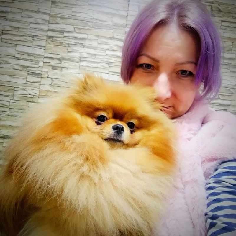 Щенки померанского шпица — фото 6