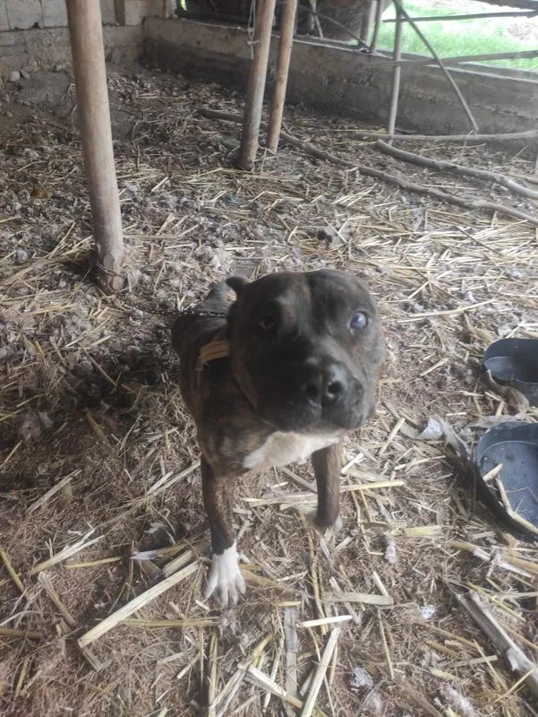 Pitbull sogʻlom arzon srochna — фото 2