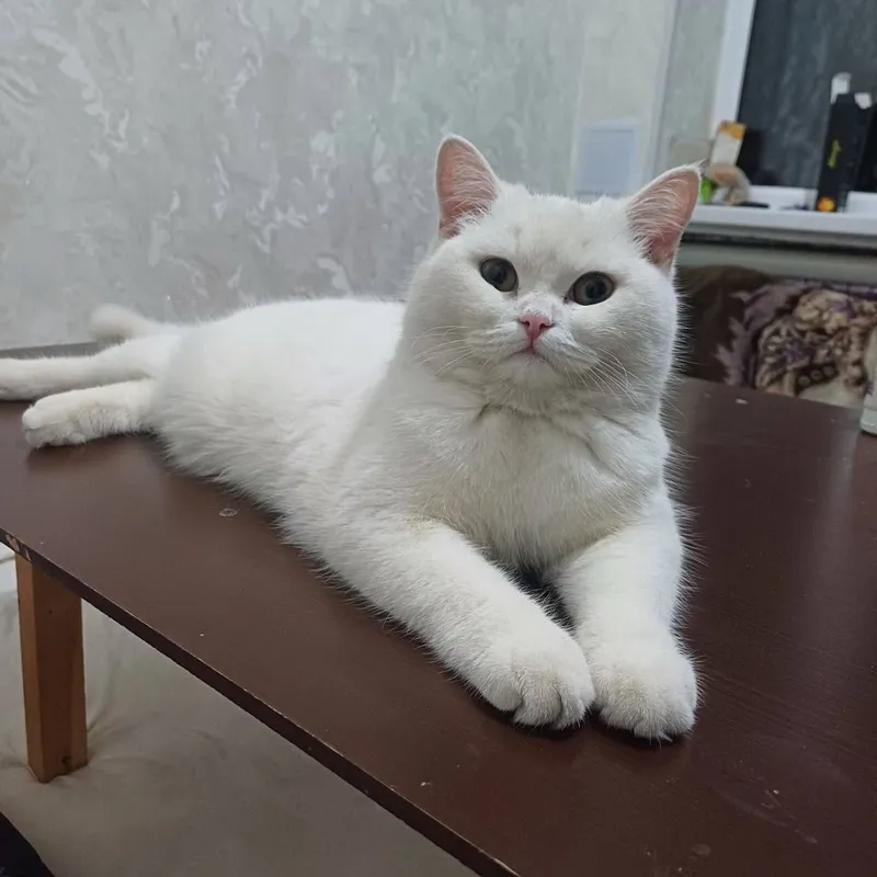 Aqili mushuk zodor zur mushuk ismi KISA Aqili mushuk zodor zur mushuk ismi KISA