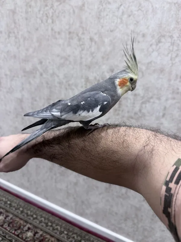 Ручный попугай корелла — фото 2