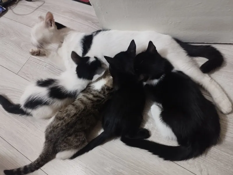 Mushukchalarni beraman. 2,5 oylik. Lotokka o‘rgatilgan 3