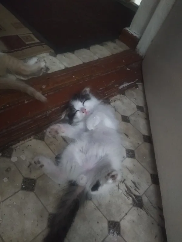 Котёнок породы зотдор 1 Котёнок породы зотдор 1