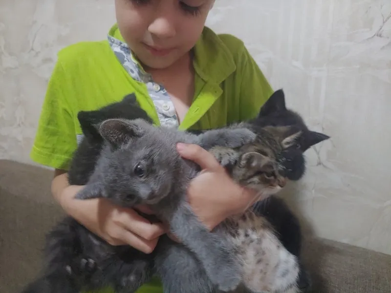 Пристраивается кошка и ее котята 2 Пристраивается кошка и ее котята 2