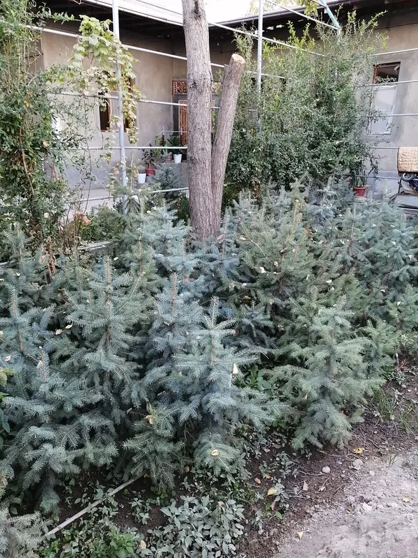 Арча, голубая ель 3 Арча, голубая ель 3