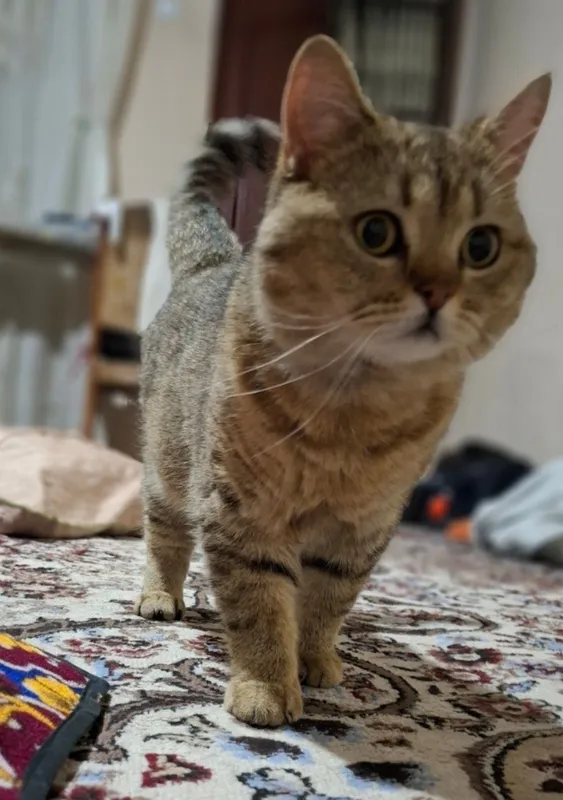 Британские скоттиш страйт
