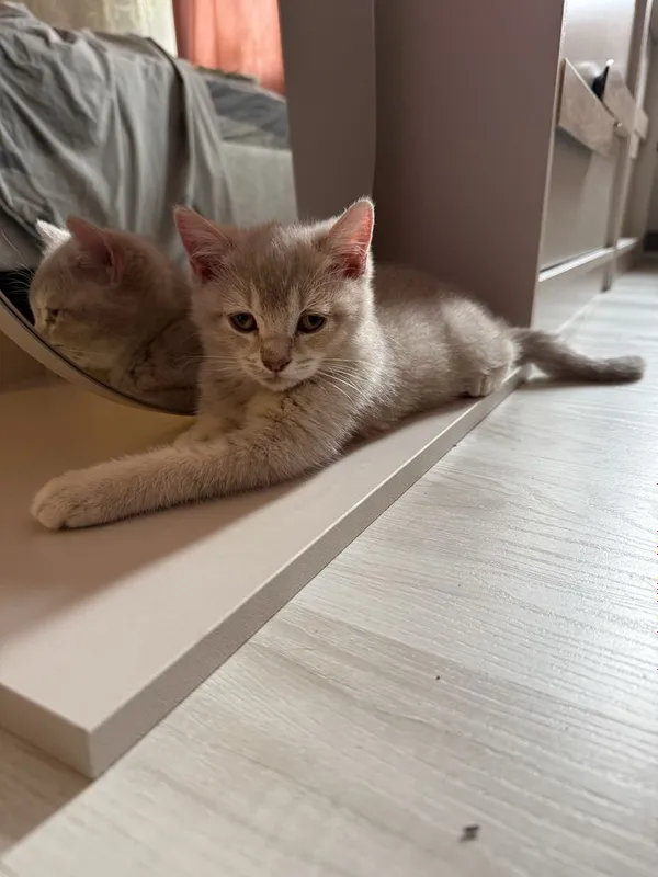 Продается котята — фото 1