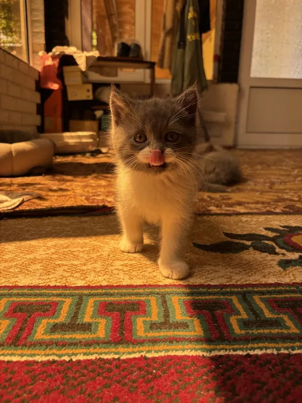 продаются котята 2