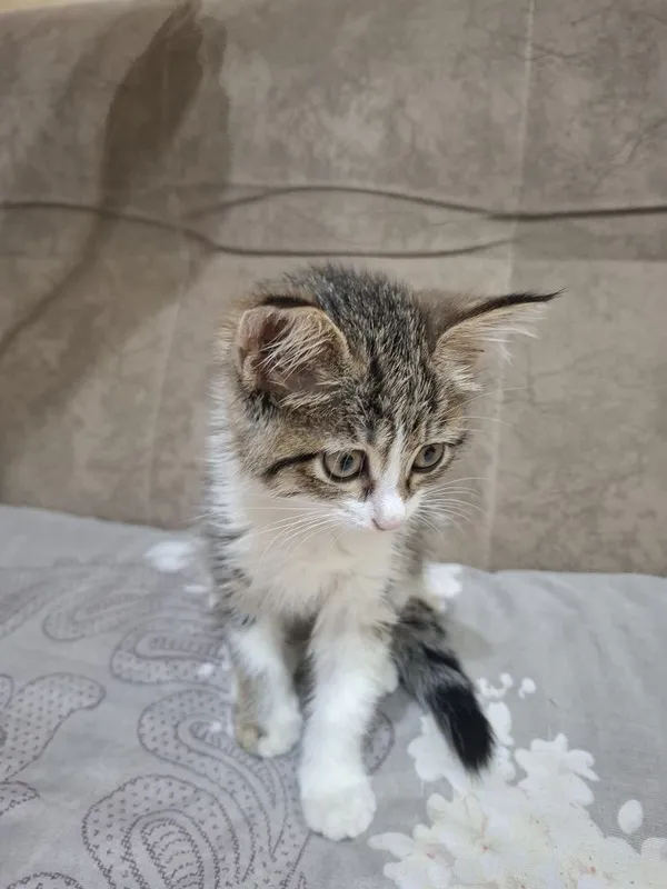 Кошка маленькая девочка — фото 1 Кошка маленькая девочка — фото 1