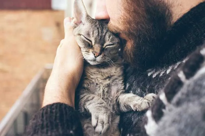 Передержка кошек лучшие условия (без чужих кошек, без грязи, детей)
