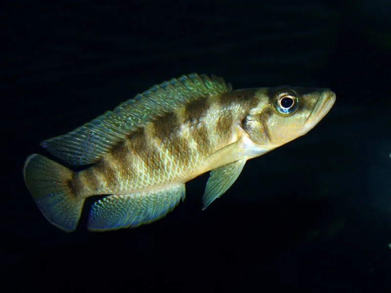 Neomprologus Fasciatus — фото 1