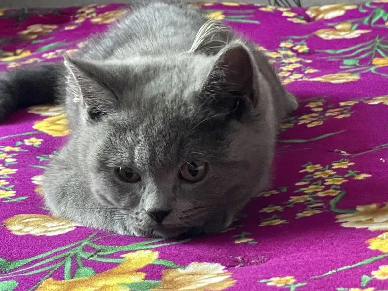 British shorthair — фото 3