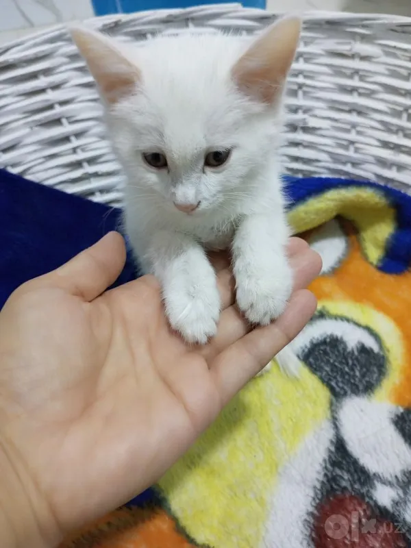 Котёнок турецкой ангоры, очень умный и добрый, 2,5 месяца, белоснежного окраса. 4 Котёнок турецкой ангоры, очень умный и добрый, 2,5 месяца, белоснежного окраса. 4
