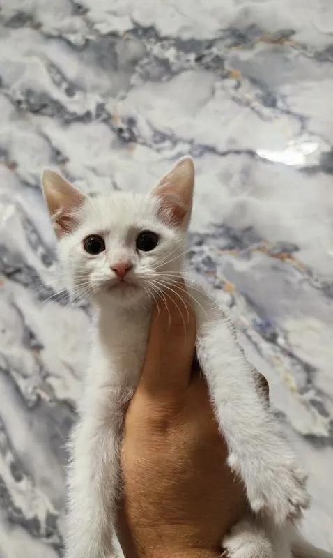 Скотиш фолд скотиш страйт 4 Скотиш фолд скотиш страйт 4