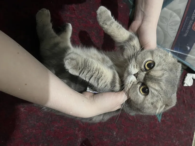 Срочно продается скоттиш фолд 3 Срочно продается скоттиш фолд 3