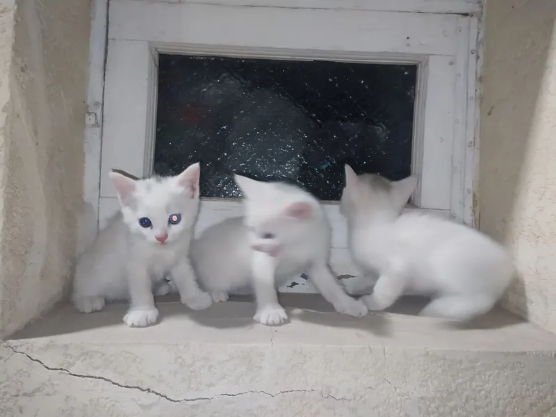 mushuchalar 1