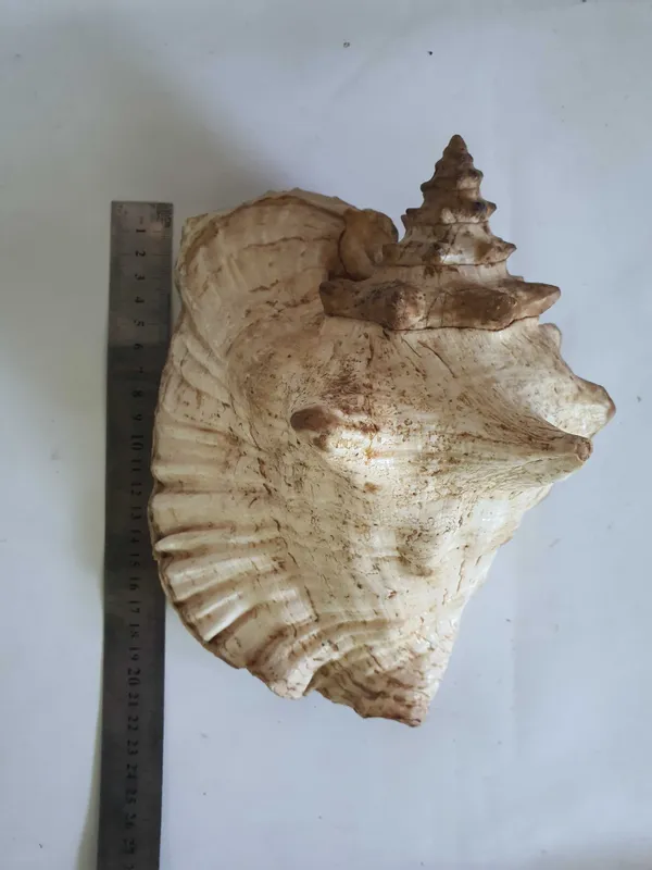 Большая Морская Ракушка с карибского моря — фото 1