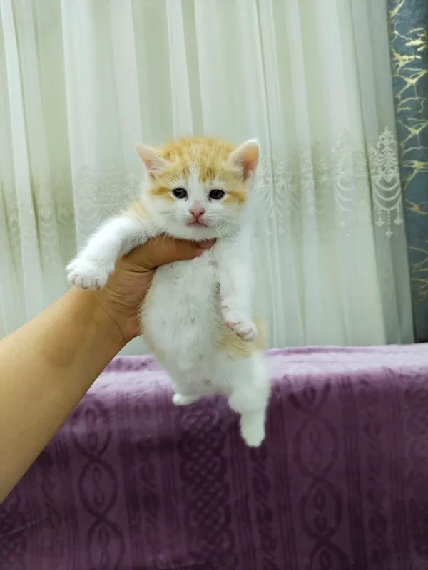 mushuk