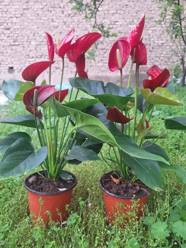 Xona chiroyi uchun dekorativ gul sotaman — фото 3