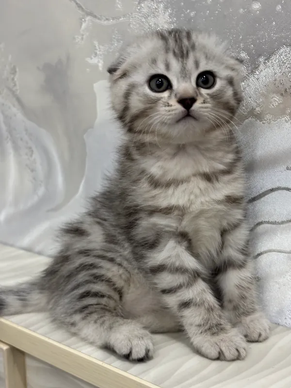 Котёнок 3 Котёнок 3