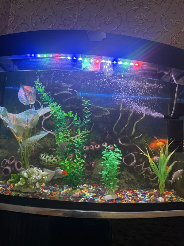 Yangi Akvarium baliqlari bilan sotiladi 2 Yangi Akvarium baliqlari bilan sotiladi 2