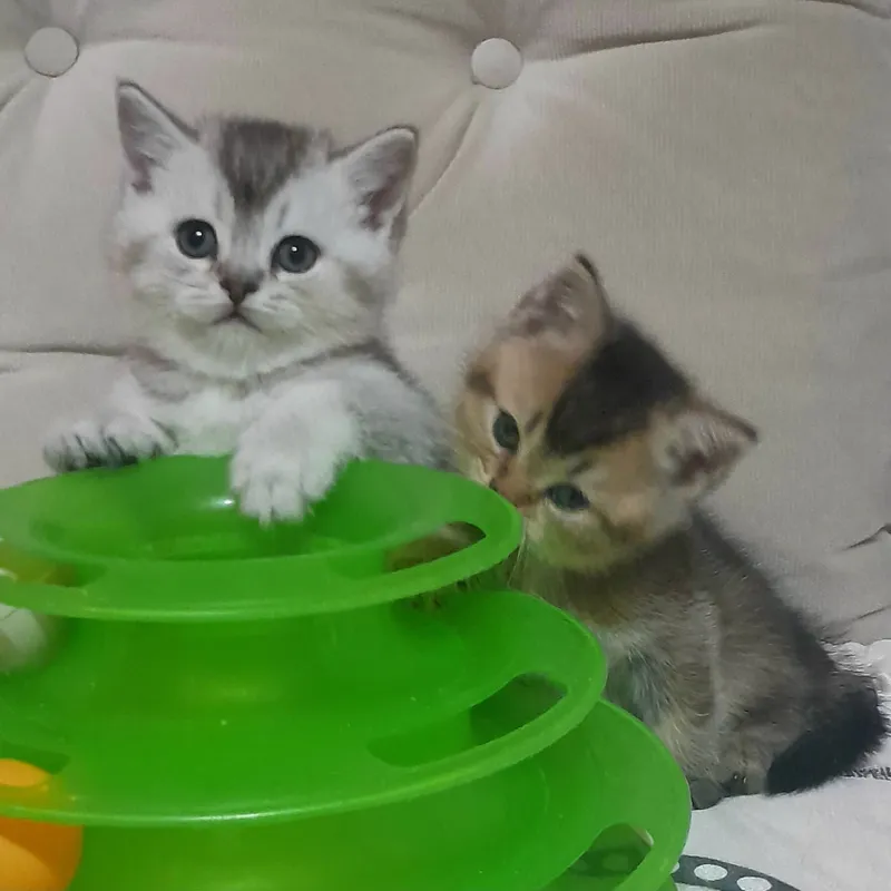 Продаются шикарные котята скотишстрайт,шиншилла. — фото 8