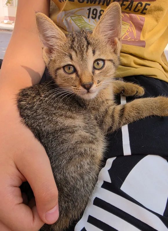 Котёнок даром БЕСПЛАТНО 1 Котёнок даром БЕСПЛАТНО 1