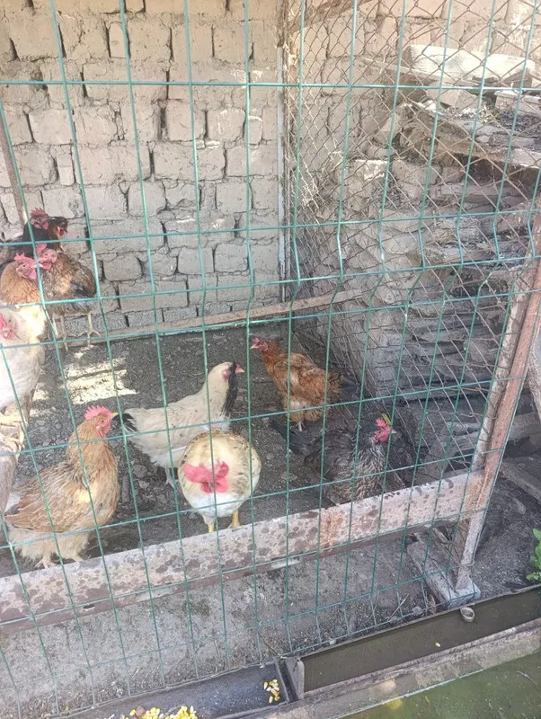 Tovuqlar sotiladi 11 ta