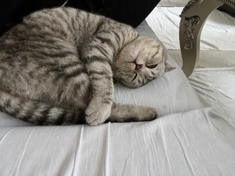 Scottish fold s tabby