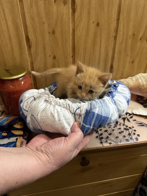 Котенок в добрые руки мальчик примерно 2 мес — фото 5